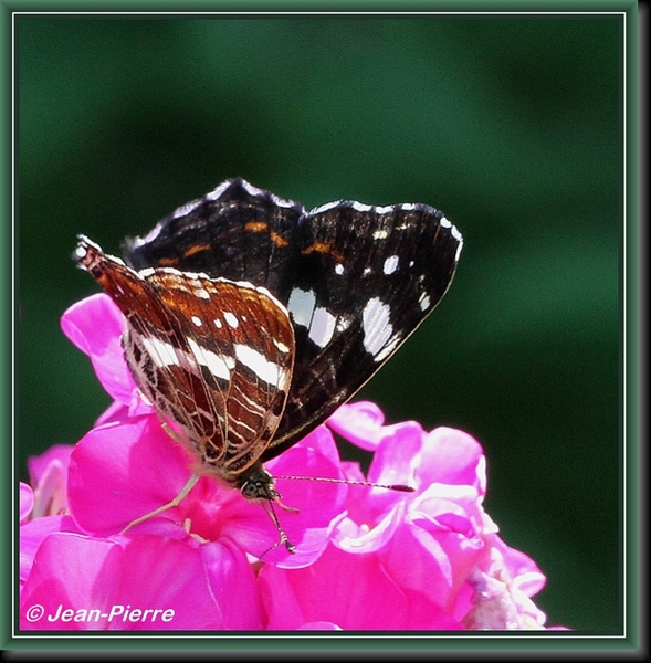 Landkaartje - Araschnia levana IMG-9789