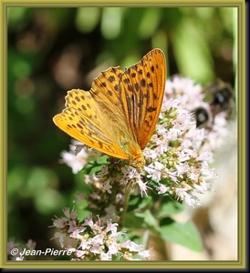 Keizersmantel - Argynnis paphia IMG-1609