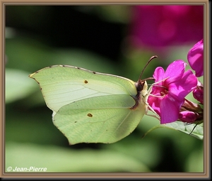 Citroenvlinder - Gonepteryx rhamni IMG-1647