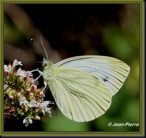 Klein geaderd witje - Pieris napi  IMG-1607