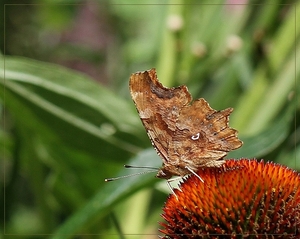 Gehakkelde aurelia - IMG-0200