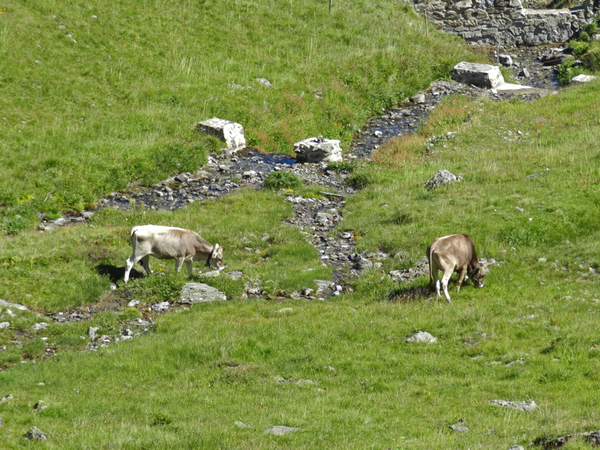 Zwitserland, Davos