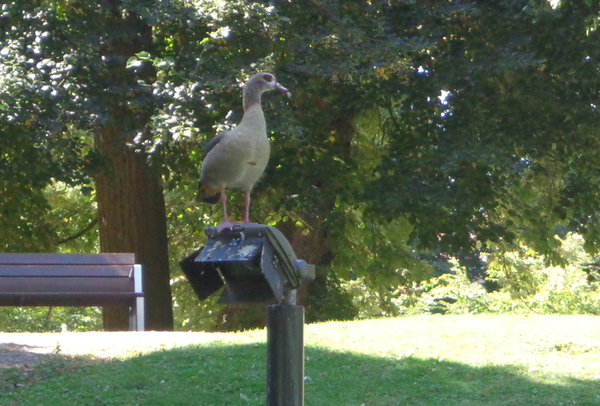 Wandelpark langs de Vesten