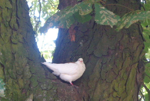 Wandelpark langs de Vesten