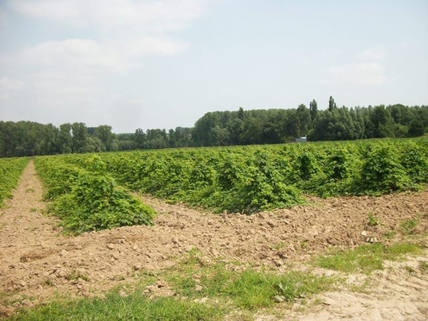 045-Lage hopvelden voor telen van hopscheuten