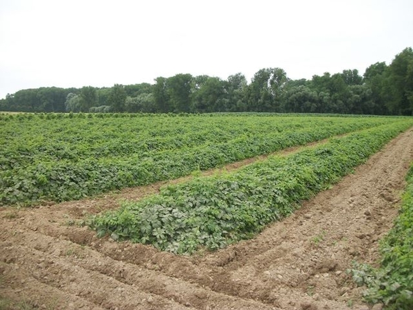 108-De hopvelden in Affligem