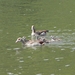 familie eenden