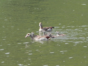 familie eenden