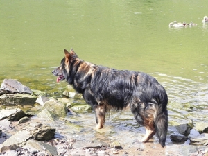 voor Indy is pootje baden voldoende