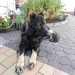 Indy op de binnenkoer