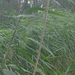 Riet was er in overvloed
