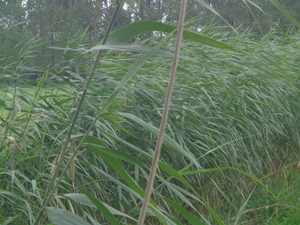 Riet was er in overvloed