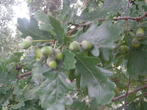 Bomen en plantjes in de Meersen