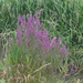 Bomen en plantjes in de Meersen