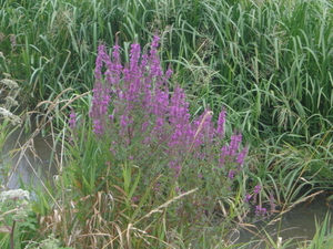 Bomen en plantjes in de Meersen