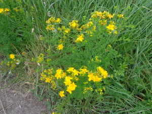 Bomen en plantjes in de Meersen