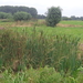 Bomen en plantjes in de Meersen