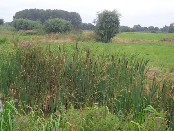 Bomen en plantjes in de Meersen