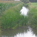 Beekjes doorkruisen de Meersen