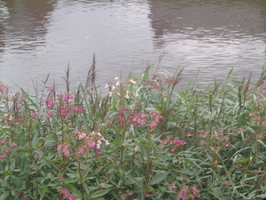 Plantjes langs de Schelde