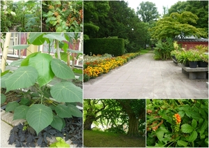 2013-08-20 hortus botanicus leiden