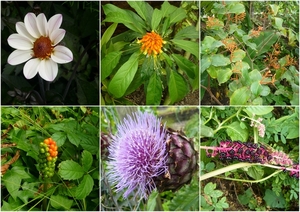 2013-08-20 hortus botanicus leiden3