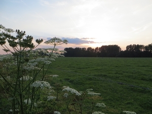 2013-08-20 Asse-ter-Heide 014