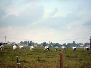 Roesbrugge2008061427