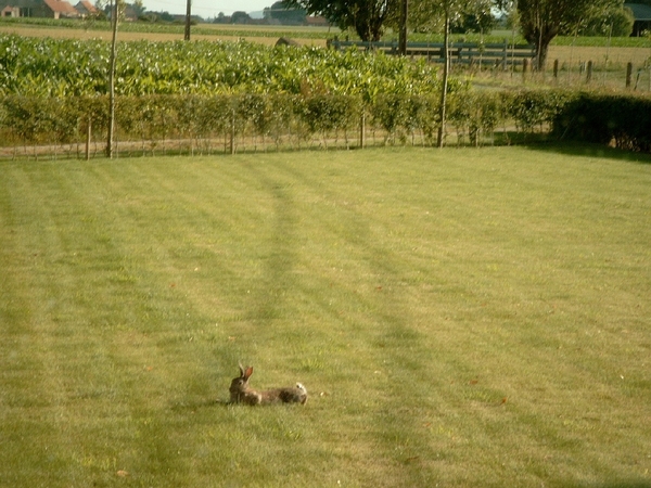 Roesbrugge2008070602