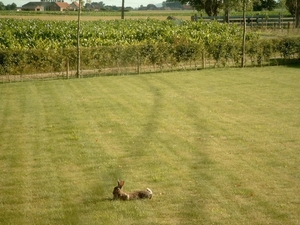 Roesbrugge2008070603