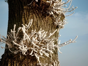 Roesbrugge2007122138