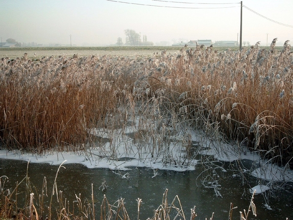 Roesbrugge2007122146