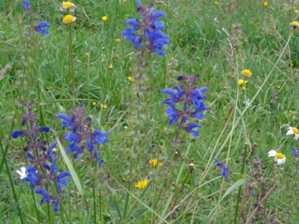 De lokale flora