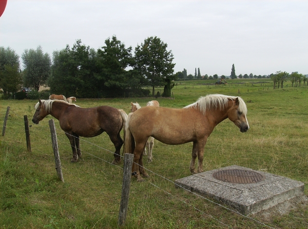 Waardamme Augustus 2013 007