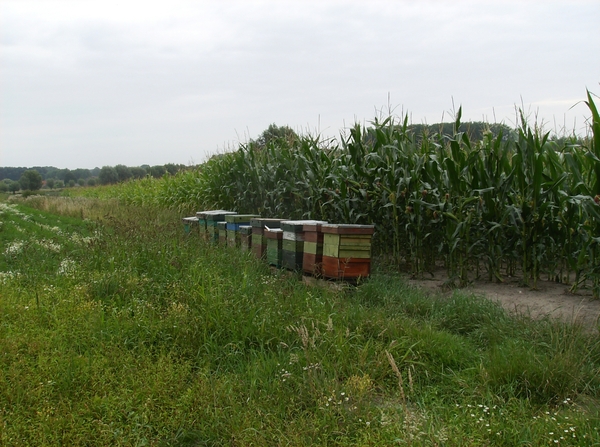 Waardamme Augustus 2013 014