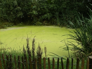 Waardamme Augustus 2013 026