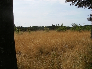 Waardamme Augustus 2013 028