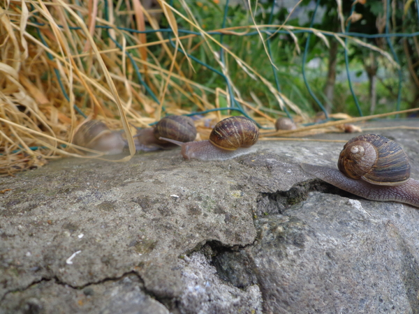 In de stad is de natuur soms ook dichtbij