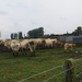 2013-08-24 Ieper 014