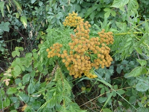 P1000951