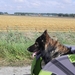 Indy in de doggyride