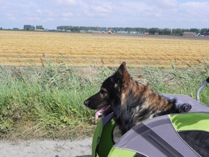Indy in de doggyride
