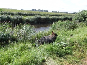 Zapp komt uit het water