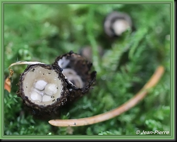 Gestreept nestzwammetje - Cyathus striatus  IMG-0681