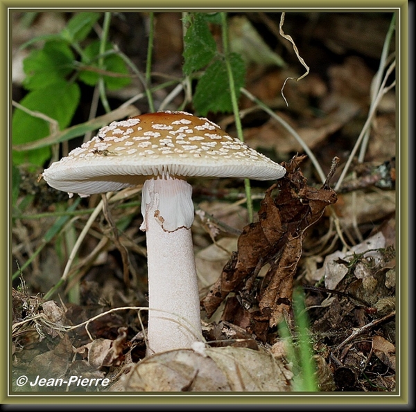 Grauwe amaniet - Amanita excelsa IMG_5689 1