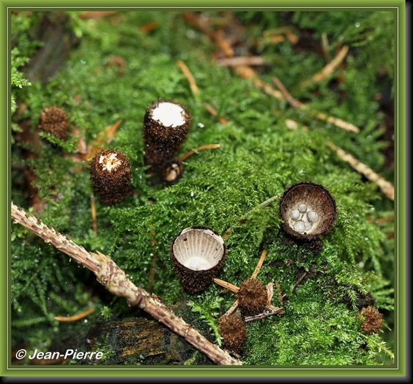 Gestreept nestzwammetje - Cyathus striatus IMG-4974 (2)