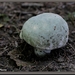 Ruwe russula - Russula virescens  IMG-5593