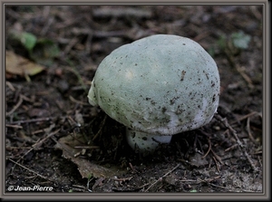 Ruwe russula - Russula virescens  IMG-5593