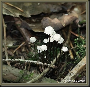 Wieltje - Marasmius rotula IMG-5525