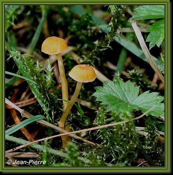 Behaard barnsteenmosklokje - Galerina atkinsoniana IMG-6664